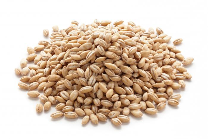 Перловка для рыбалки: как приготовить и насаживать