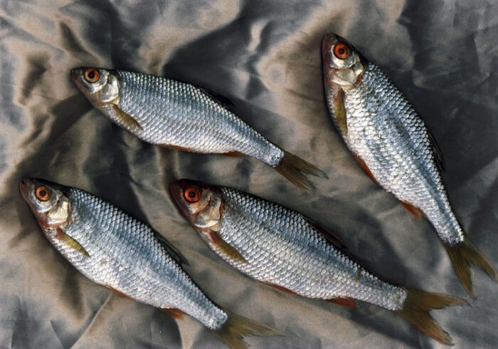 Вобла часто используется для таранки