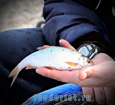 Плотва Плотва в начале весны на фидер