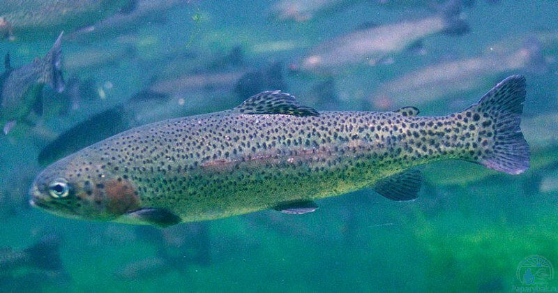 Под мороженое