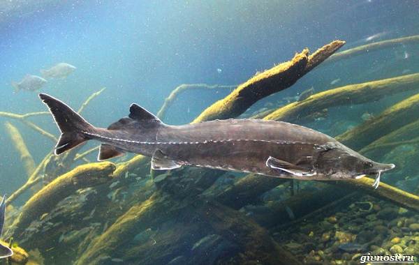 Пресноводные рыбы - их названия, их виды, их характеристики и места обитания-20