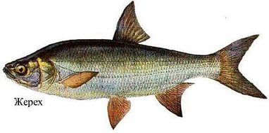 Список речных рыб