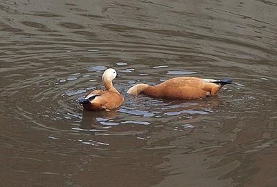 Река Яуза фото