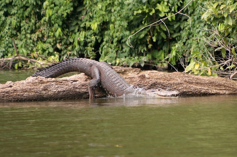 Каймановы острова реки Амазонки