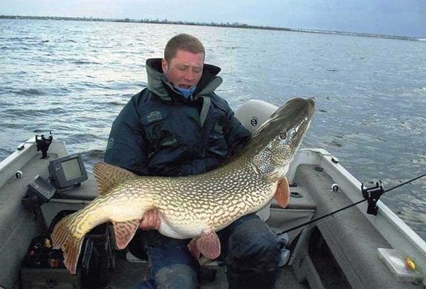 Трофейная щука