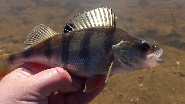 Окунь в руке