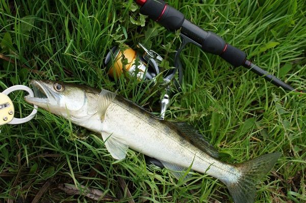 Окунь на траве