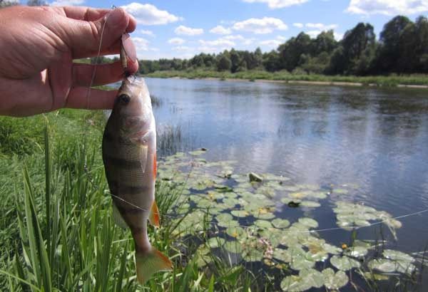 Окунь на джиг