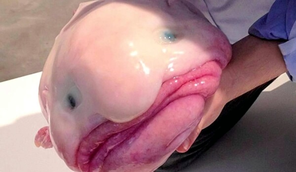 Фотография Рыба-шарик