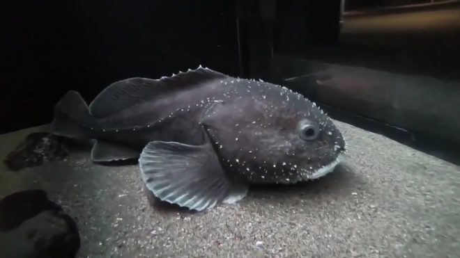 Красивая пятнистая рыба