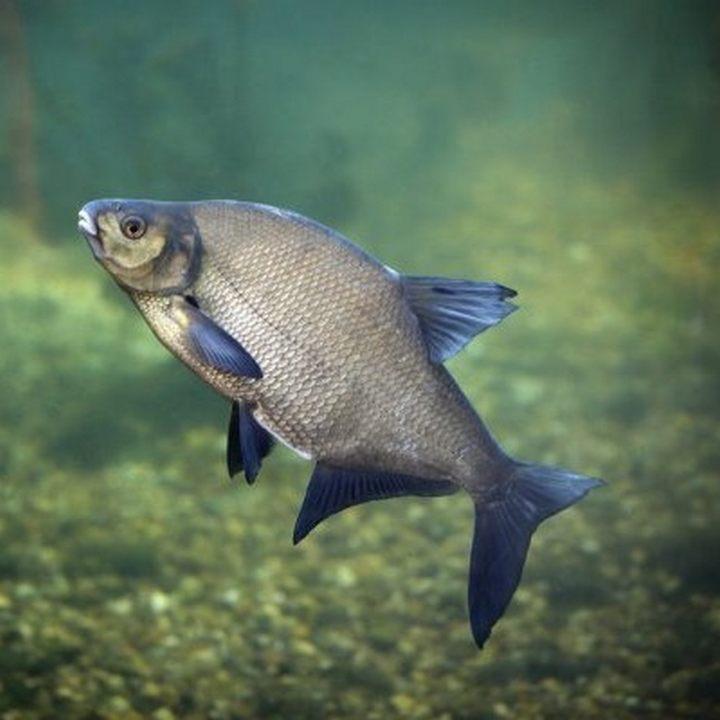 Рыба лещ лещ