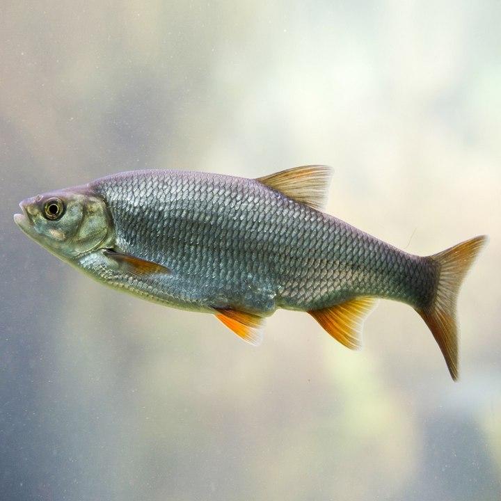 Рыба из Воблы, фото.