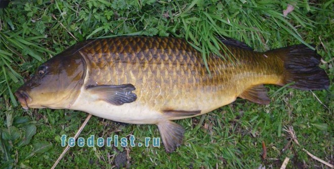 Весенняя ловля карпа Рыбалка на карпа в апреле