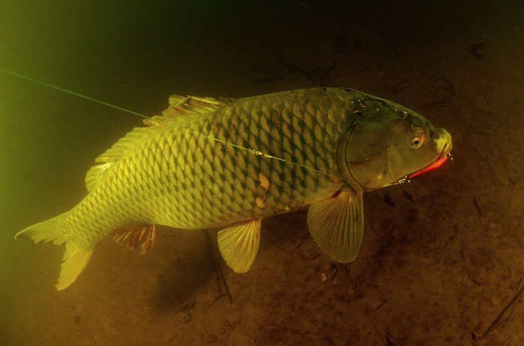 Наживки на сазана по сезону ловли