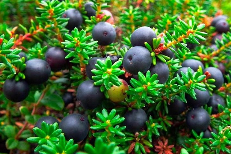 толокнянка