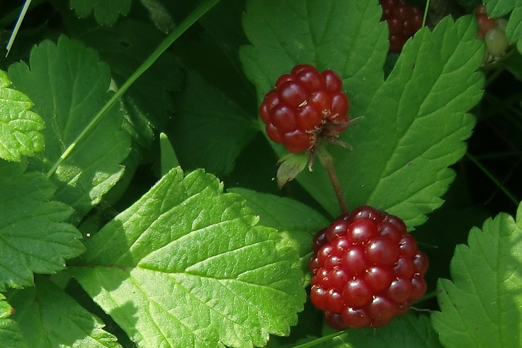 Кусты рогоза