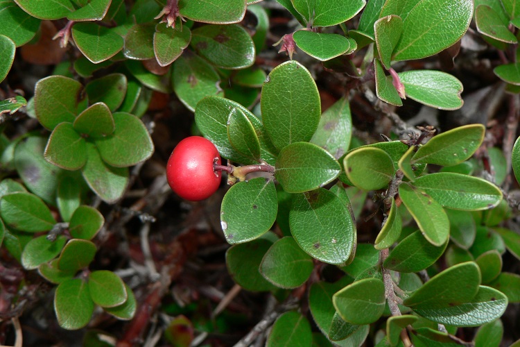куст толокнянки