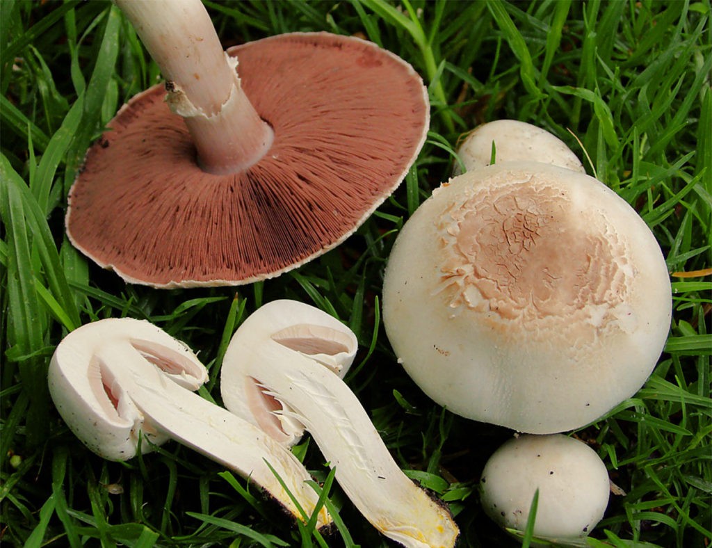 Краснобокий гриб (желтый боровик)