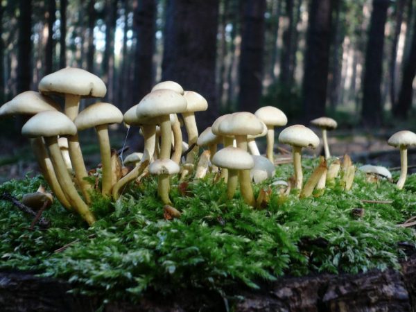 Симптомы отравления бледной поганкой начинают проявляться через 24-48 часов