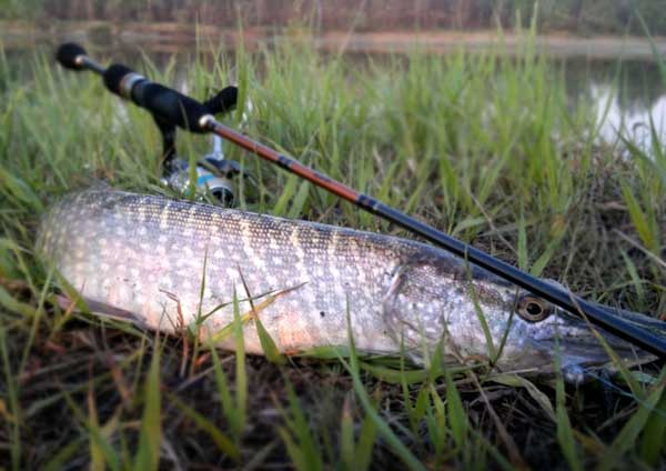 Как выбрать спиннинговое удилище для береговой рыбалки