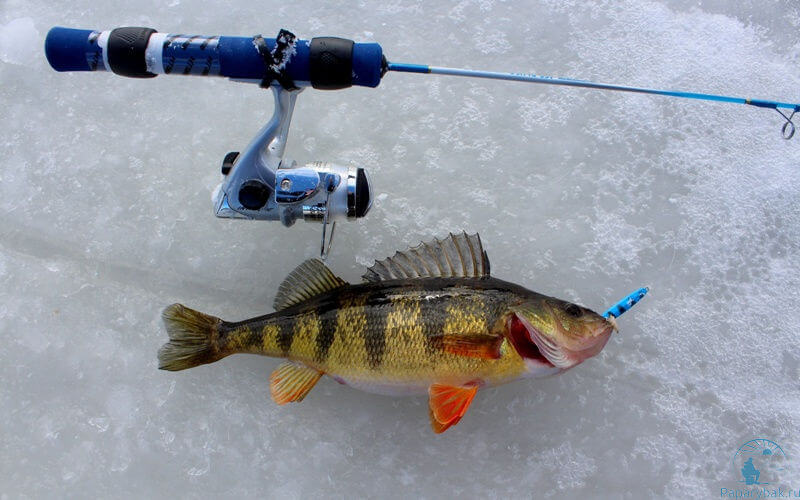 для спиннинга