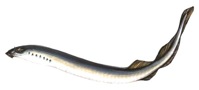 украинская минога