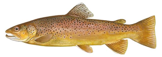 Коричневая форель