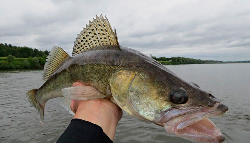 Отзывы о рыбалке на Оке