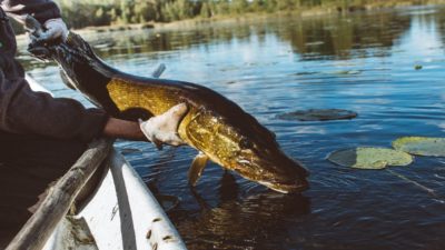 Щука в руке