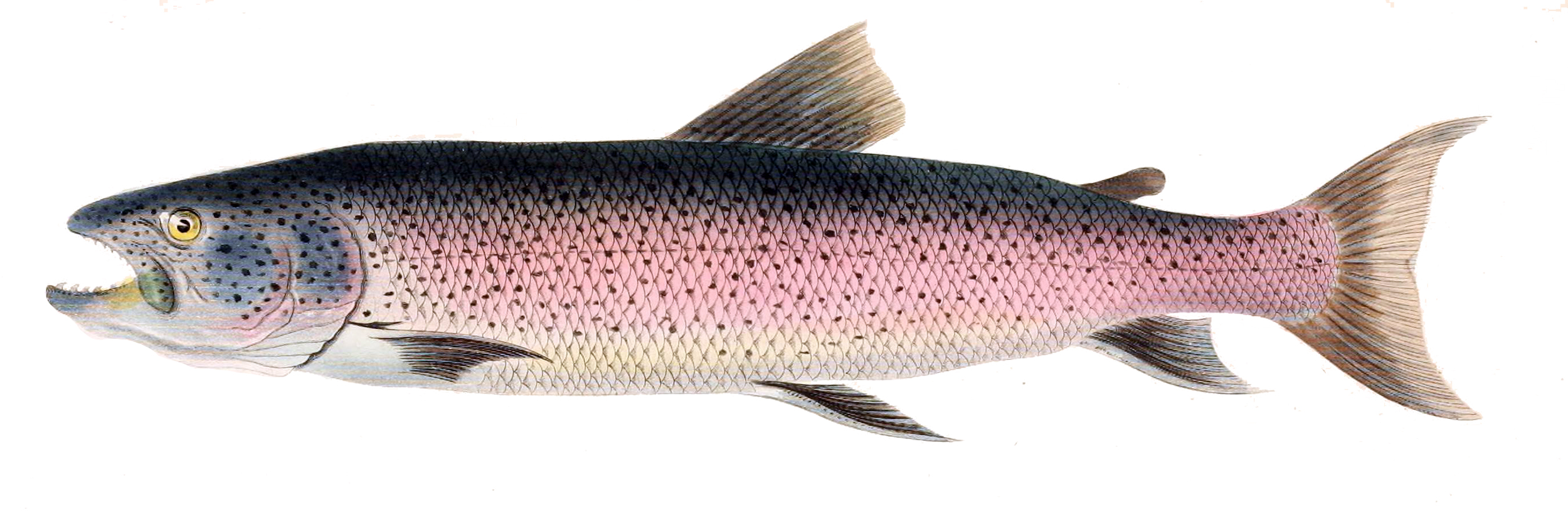 Список пресноводных рыб