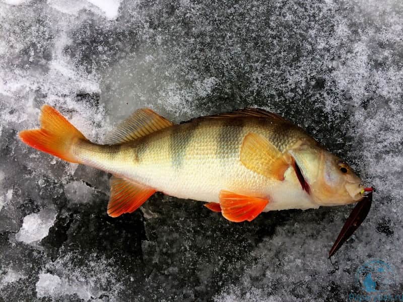 Темный цвет