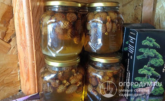 Классический рецепт варенья из сосновых шишек