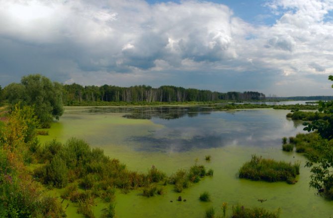 Верхне-Яузские болота