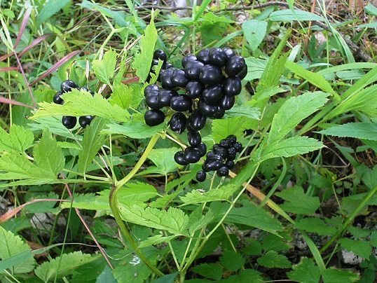 Лесные ягоды: съедобные и несъедобные в 2023 году (+ фото)