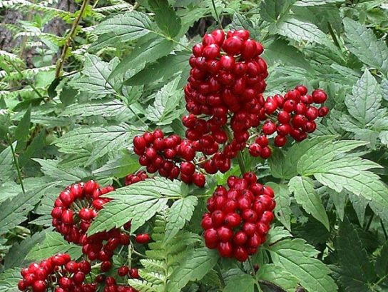 Лесные ягоды: съедобные и несъедобные в 2023 году (+ фото)