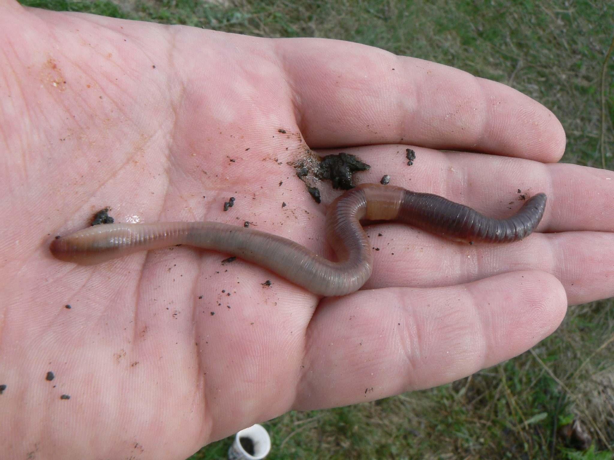 Ночной фидер: рыбалка ночью