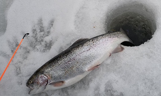 Зимняя ловля форели ловля форели зимой