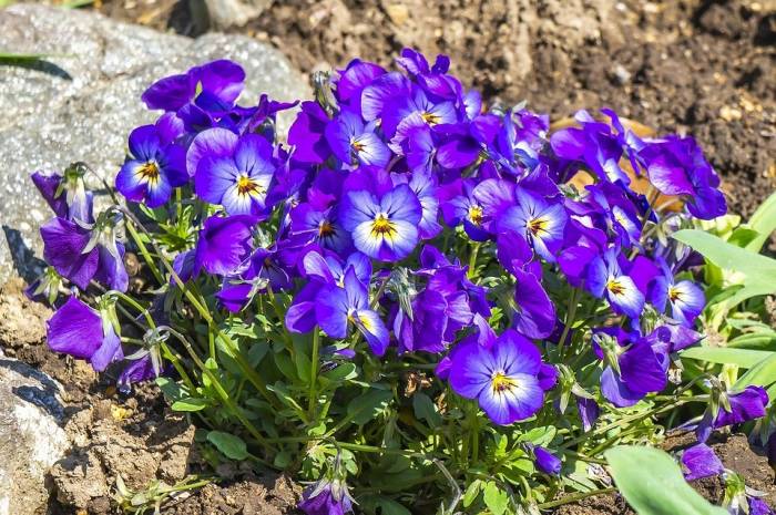 Многолетние цветы для дачи: ТОП-100 самых неприхотливых с фото и названиями