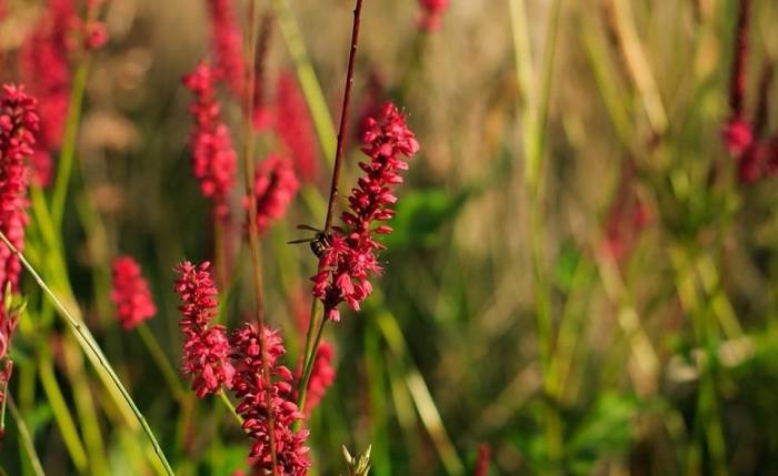 Многолетние цветы для дачи: ТОП-100 самых неприхотливых с фото и названиями