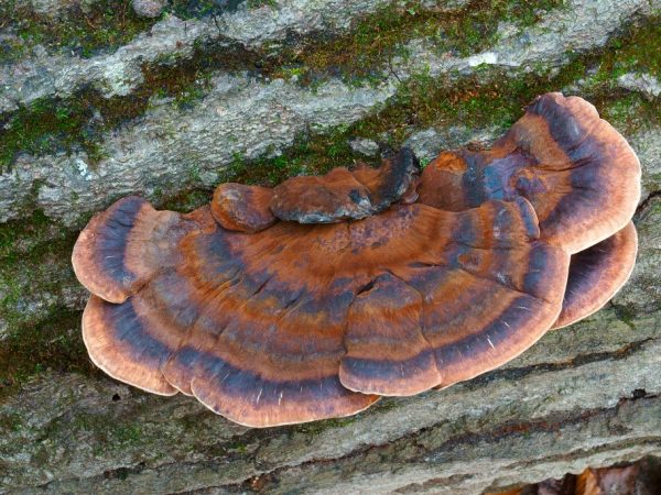 Ложный боровик встречается редко