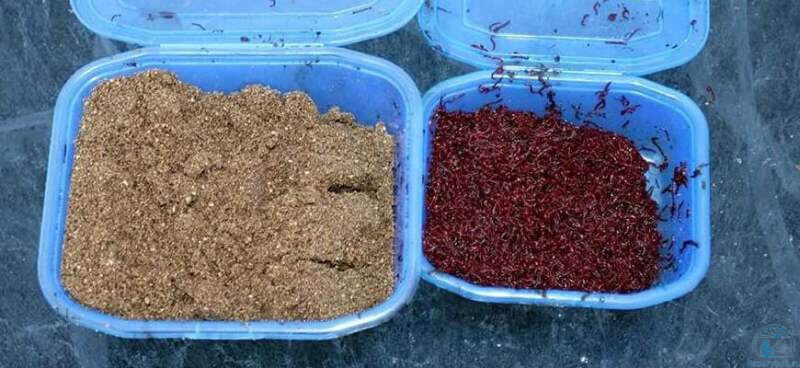 корм для форели