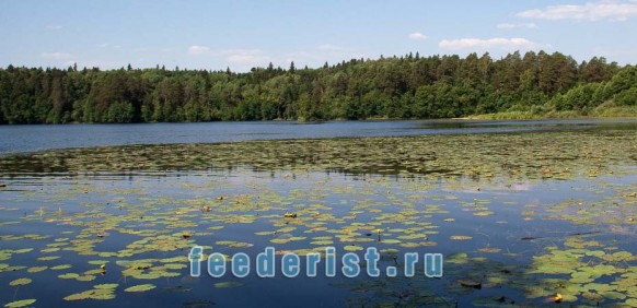 Водоем с растительностью Заросший водоем