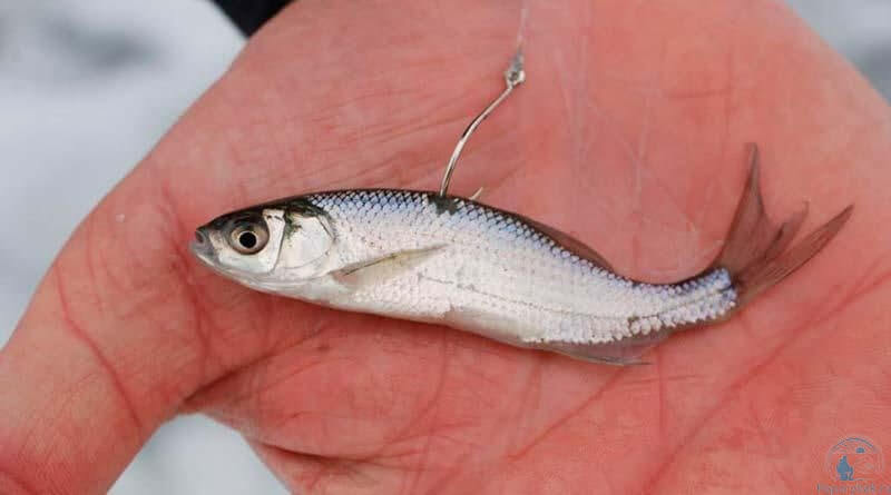 наживка на крючок