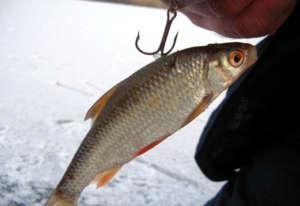 Живой таракан