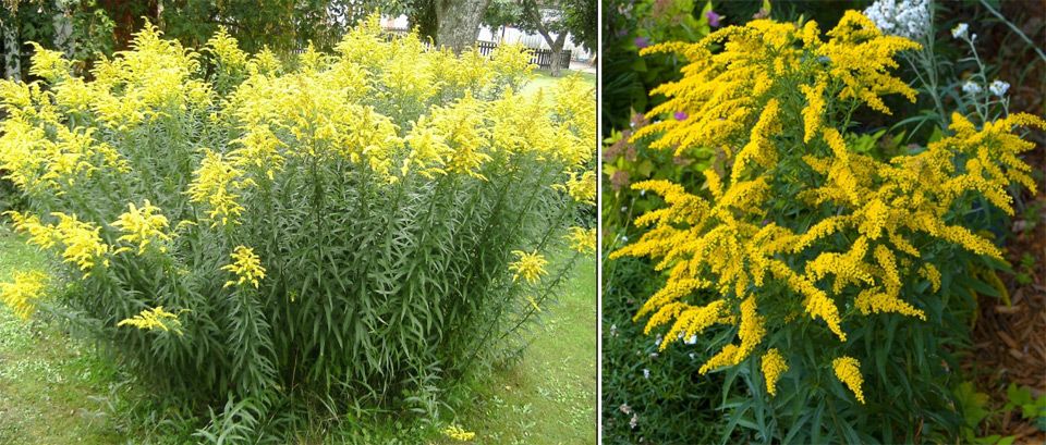 Желтая представительница астр Золотой рис