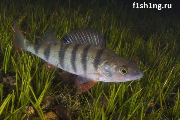 Окунь среди зарослей