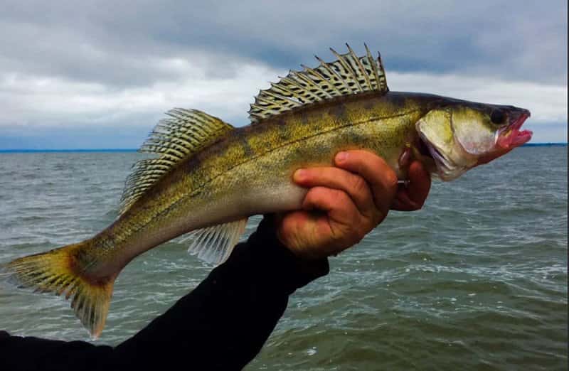 Берш и судак отличия на фото
