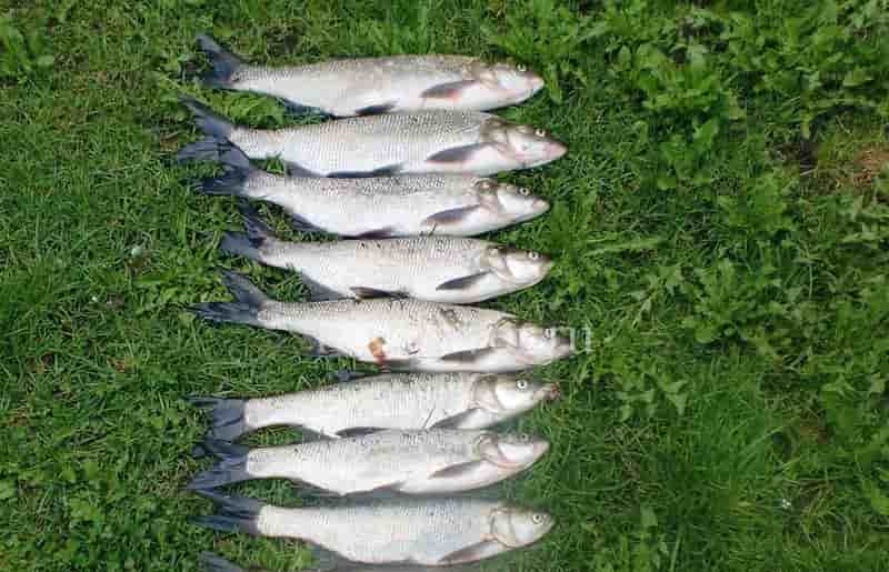 Жерех на спиннинг, приманка, секреты, ловля весной, осенью и летом