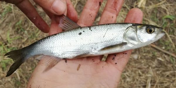 Что за рыба ряпушка– фото, рецепты, где водится, рыбалка