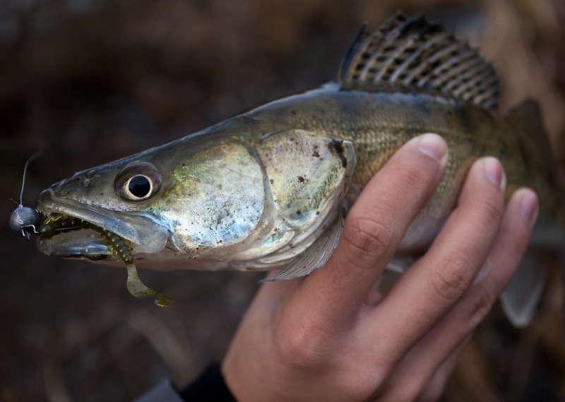 Твистер Bait Breath Bugsy в зубах у судака